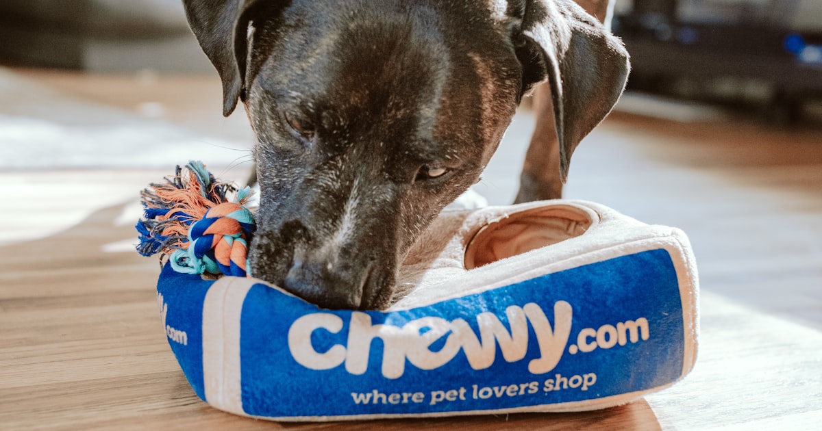 Dog Dental Chews in 2026: What Actually Helps Plaque and Breath - 2026 guide