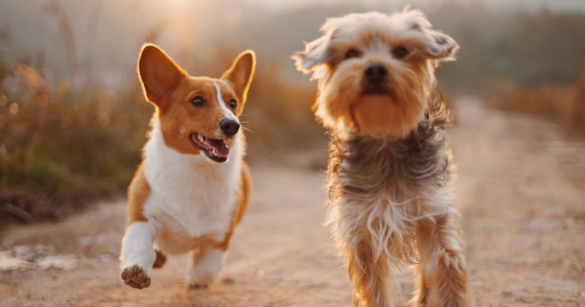 Positive Reinforcement Dog Training in 2026: Why It Works - 2026 guide