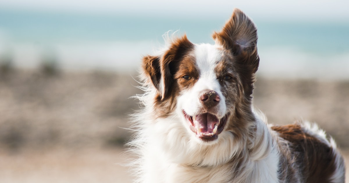 insurance for senior dogs - featured image